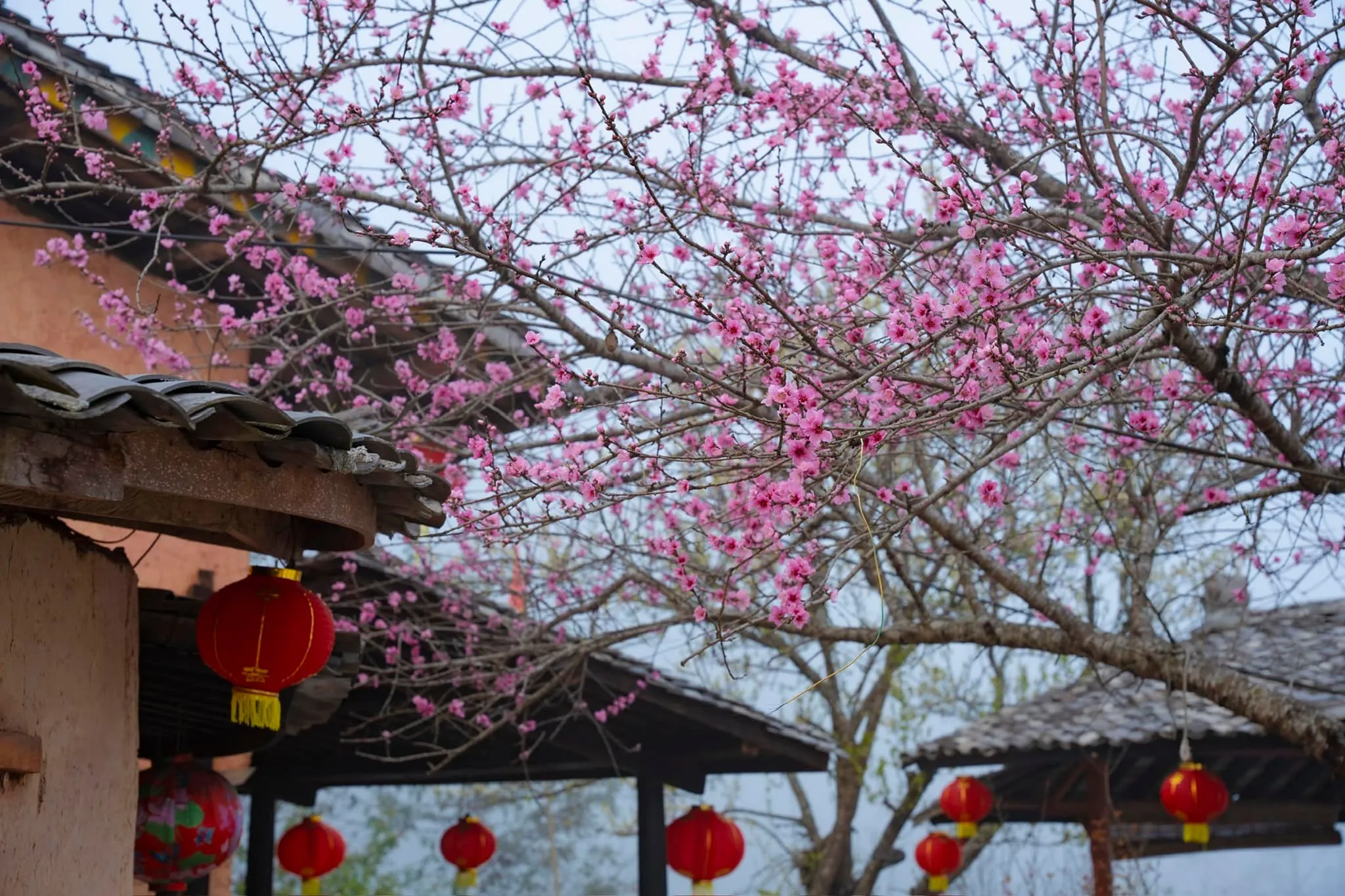 Ha Giang in spring: Where pink blossoms paint the mountain landscape 1 peach blossom in spring ha giang