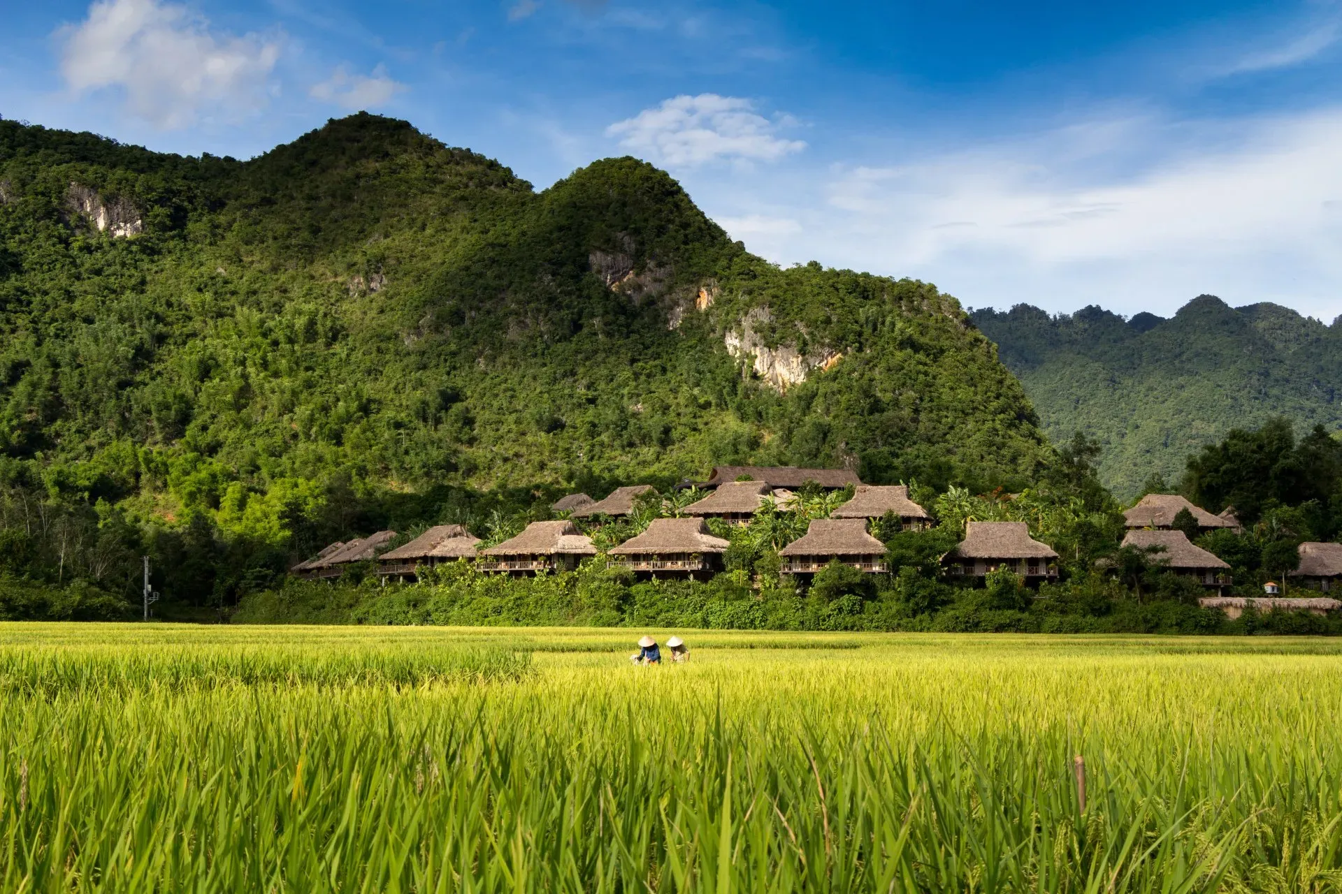 Mai Chau rice season: A stunning escape just 3 hours from Hanoi 1 mai chau rice season vietnam travel