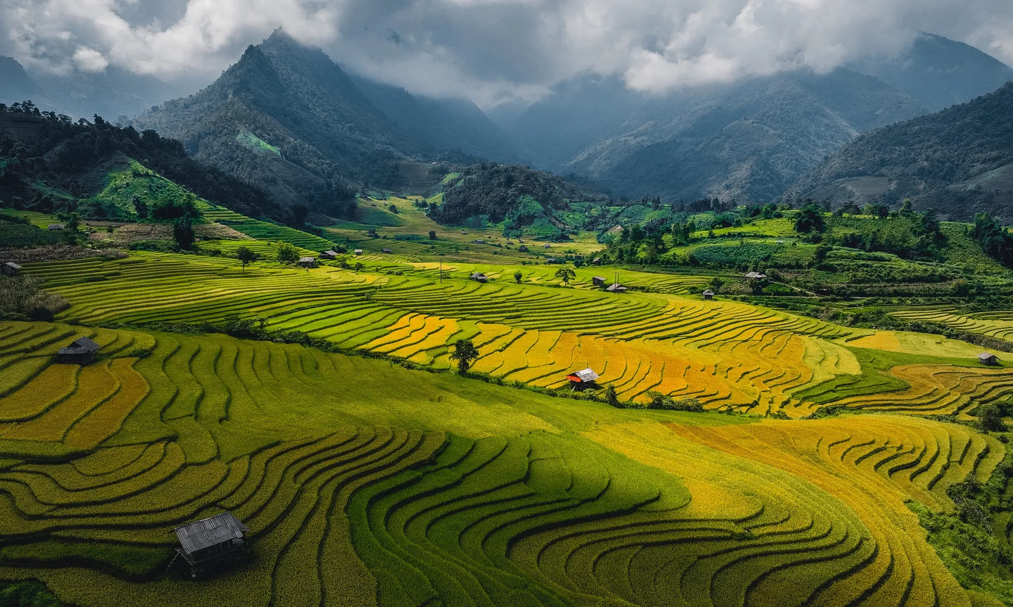 Sapa rice season: How to successfully hunt the golden harvest 1 sapa rice season